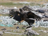 Photograph: Landing Caracara. Location: Carcass Island, Falklands