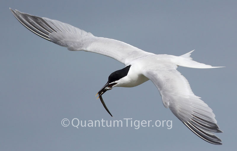A sandwich tern returning with a sand eel