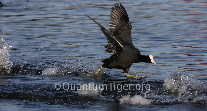 An aggressive coot powers its way across one of the ponds in Bushy Park in hot pursuit of another bird 