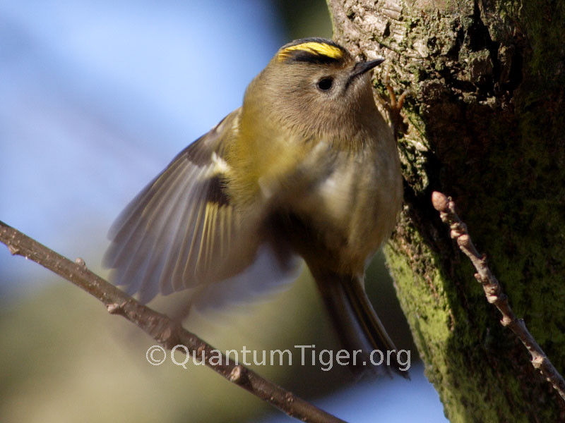 One of several shots I took of a goldcrest. They are so fast that a number of shots are motion blurred in some form, but I was fotunate on this one to get the head in focus. Fascinating little birds. 