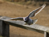 Photograph: Pigeon. Location: Bushy Park, Teddington
